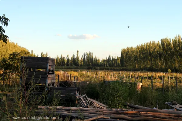 Filas de frambuesas al atardecer en la chacra
