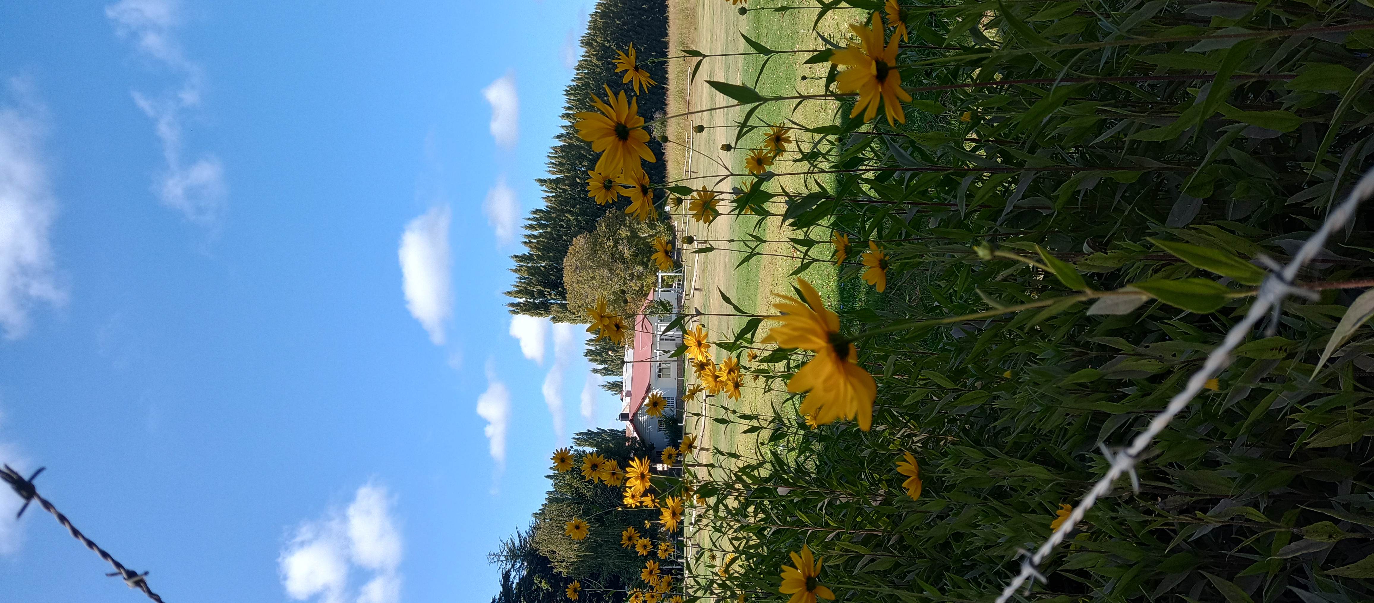 Flores junto a un canal de riego en el Alto Valle