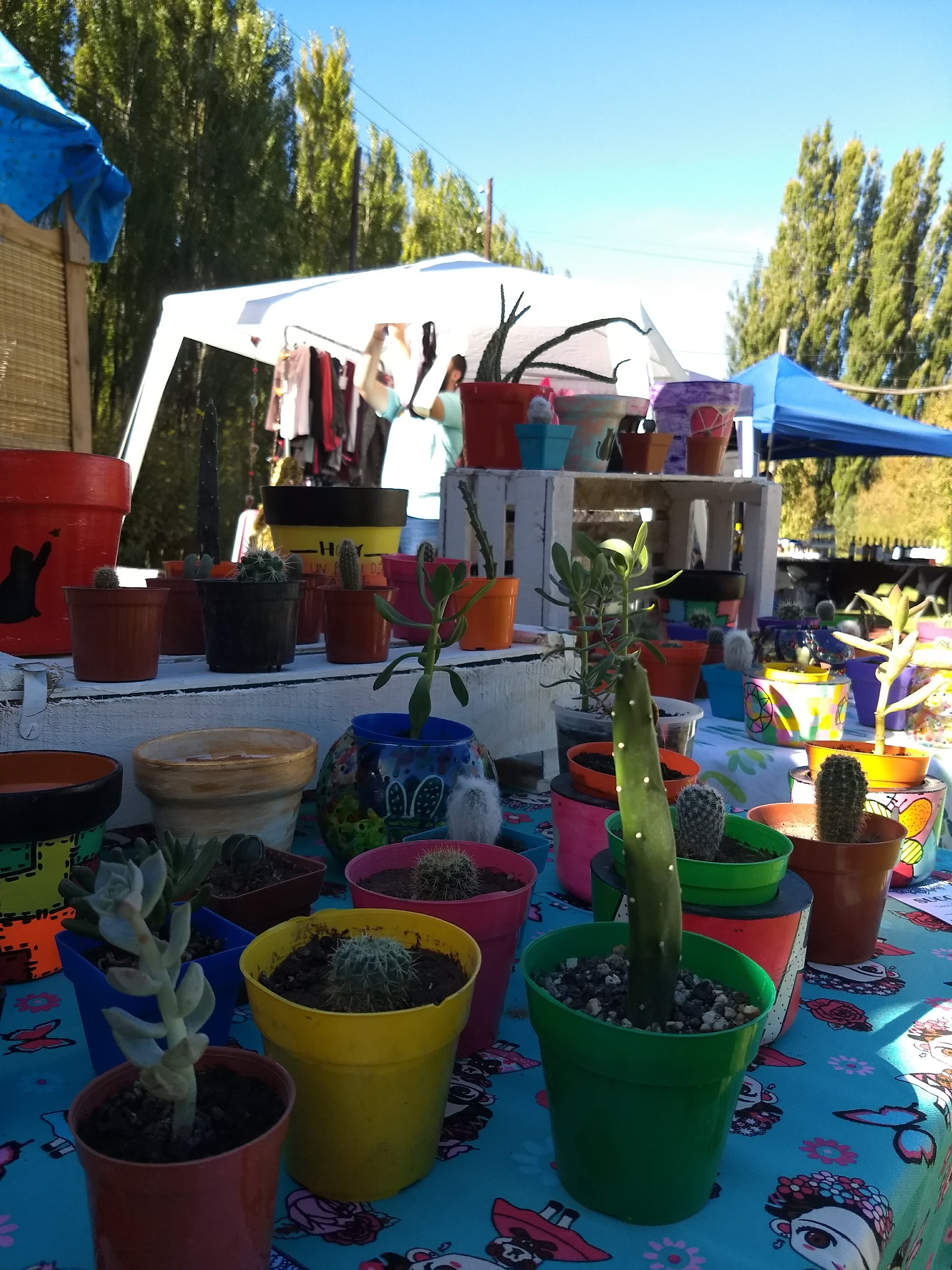 Cactus en puesto de un feriante