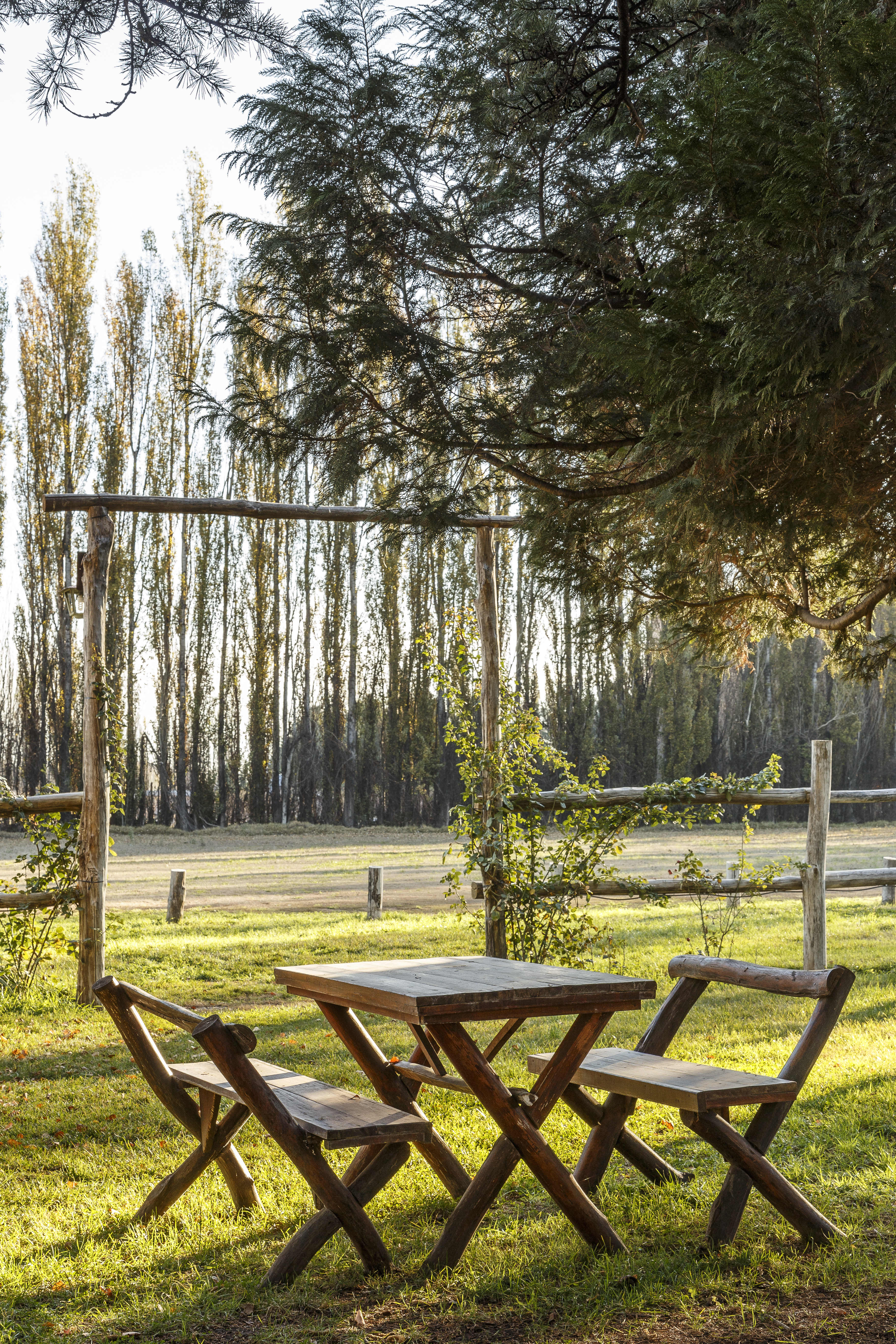 Mesa rústica entre álamos con sol dorado de tarde