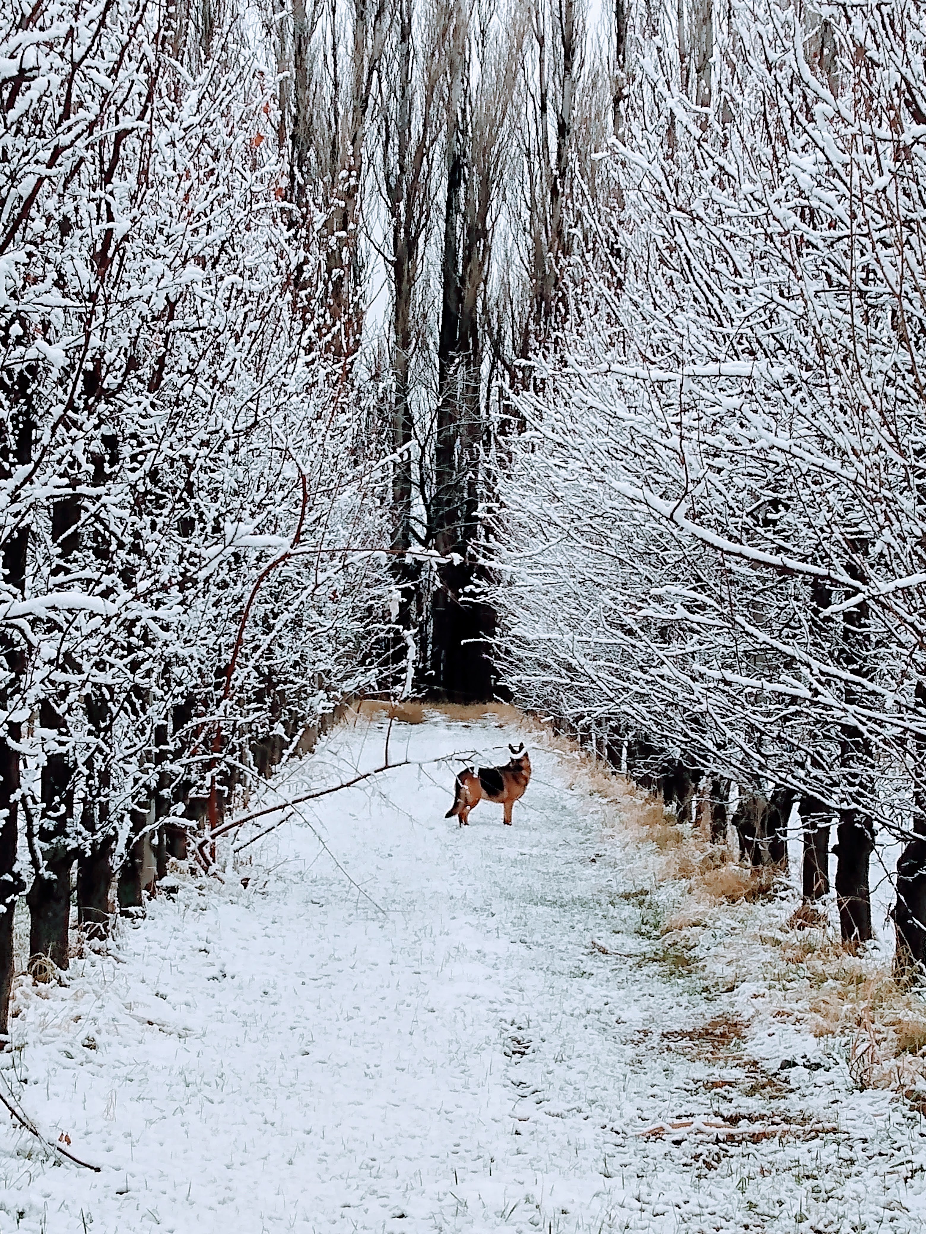 Camino nevado entre álamos en la chacra