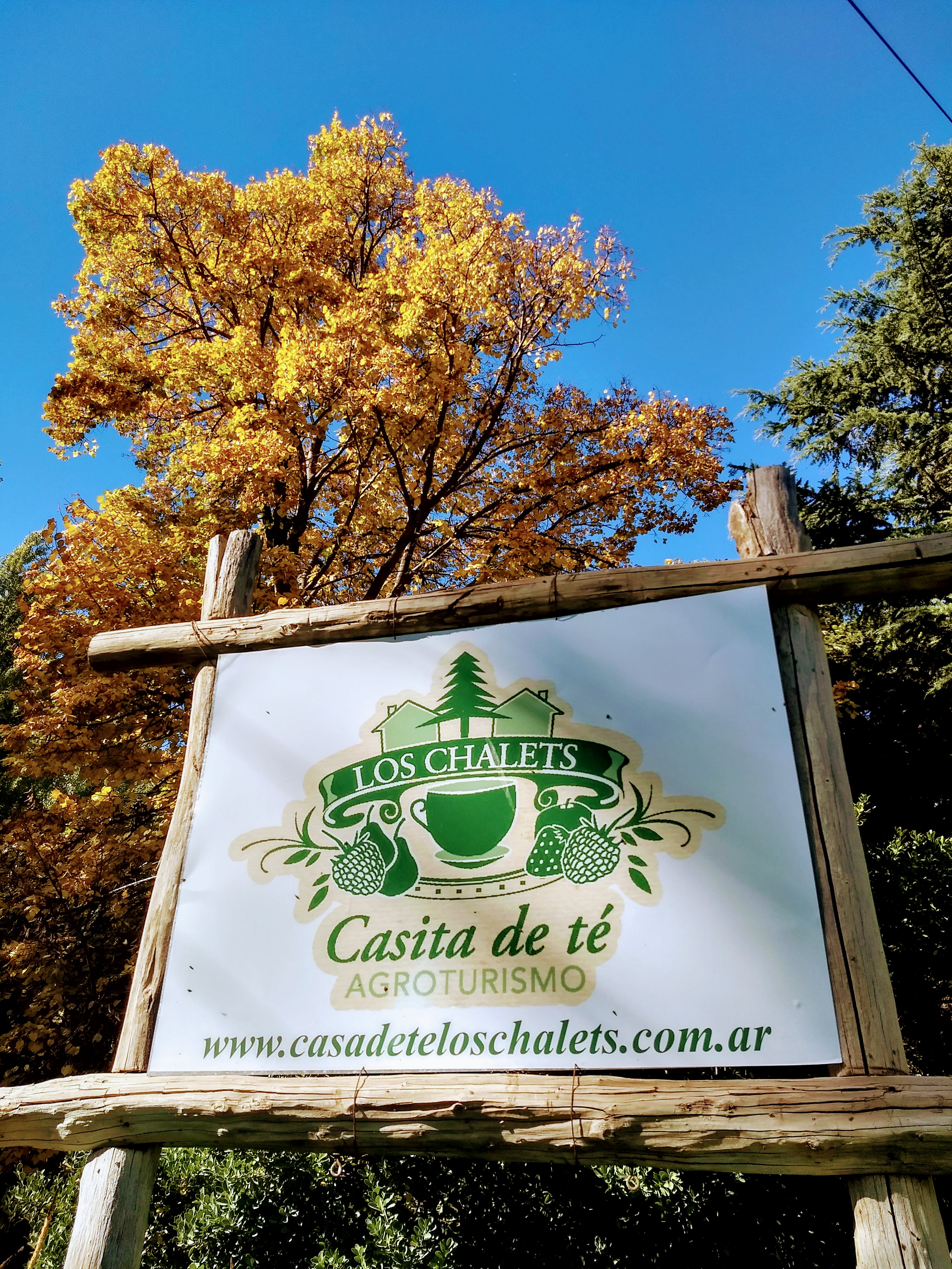 Cactus en puesto de un feriante